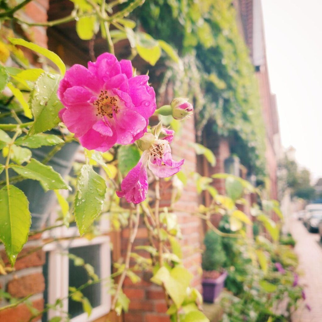 Eine leuchtend pinke Blüte mit Wassertropfen vor einer Backsteinmauer und einer grünen Pflanzenumgebung, die eine ruhige Straße mit blühenden Töpfen im Hintergrund umrahmt.