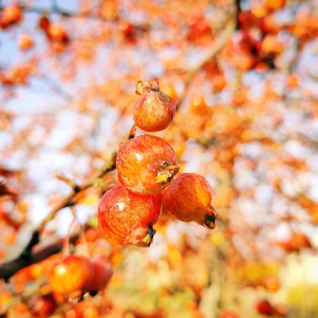 Leuchtend orangefarbene Früchte hängen an einem Ast, umgeben von unscharfen, herbstlichen Farben im Hintergrund, die eine warme, einladende Atmosphäre schaffen.