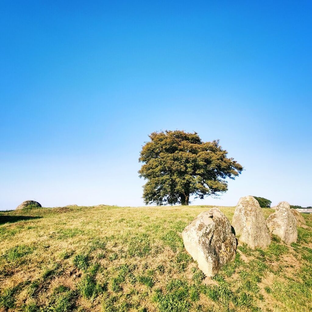 Ein einzelner Baum steht auf einer sanften Hügelkuppe, umgeben von grünem Gras und einigen großen Steinen, während der klare blaue Himmel im Hintergrund strahlt.