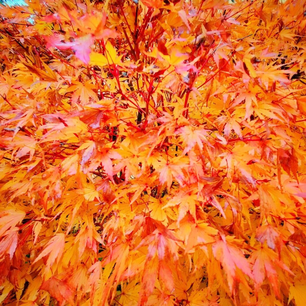 Foto vom 19. Oktober 2024