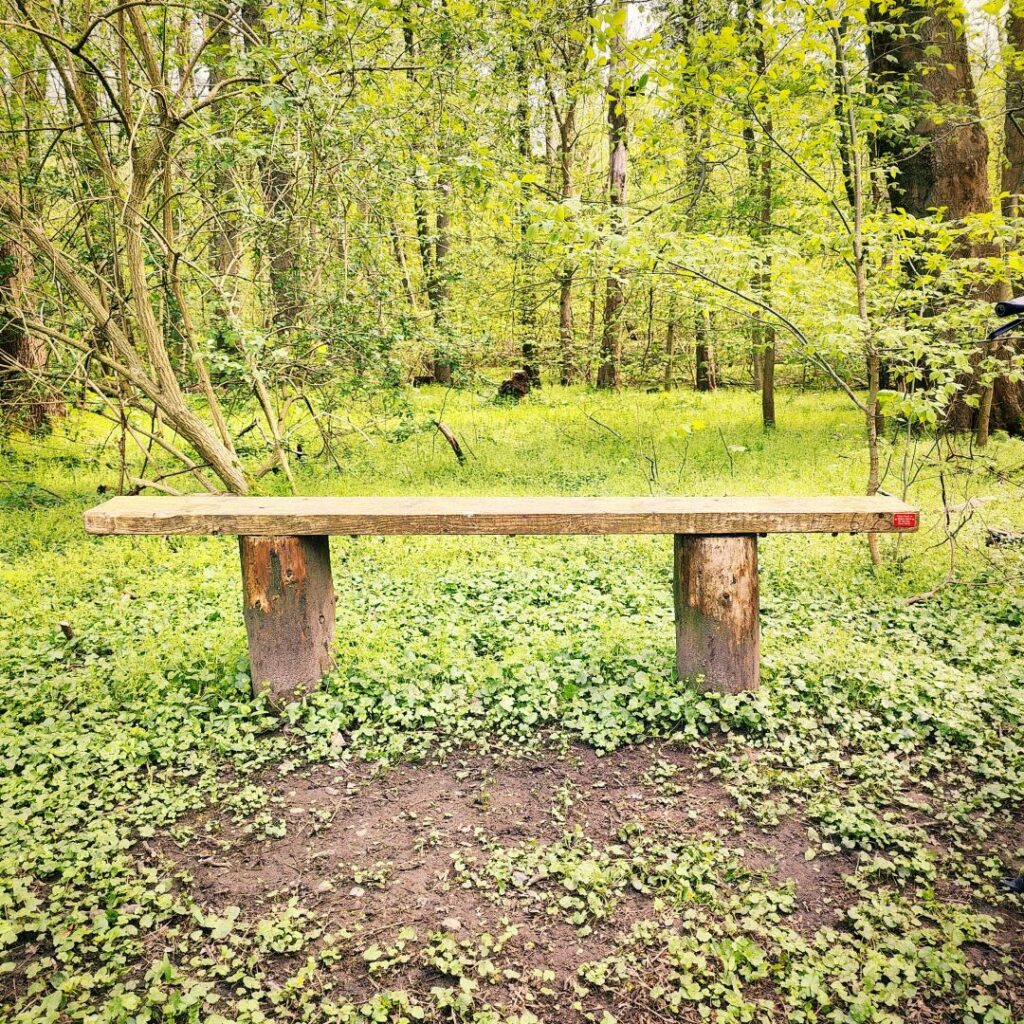 Eine rustikale Holzbank steht inmitten eines grünen Waldes, umgeben von üppigem Gras und Bäumen, die frisches Blattwerk tragen.