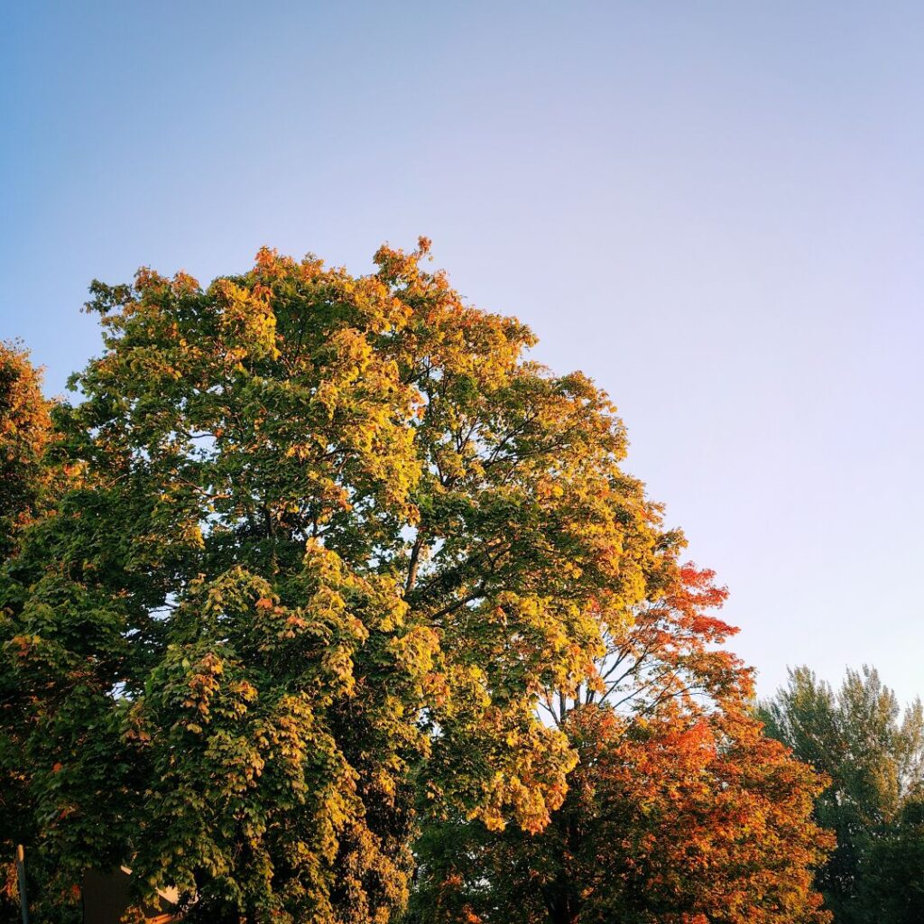 Bunte Herbstblätter an Bäumen unter einem klaren, blauen Himmel, die die Farbenpracht der Jahreszeit widerspiegeln.