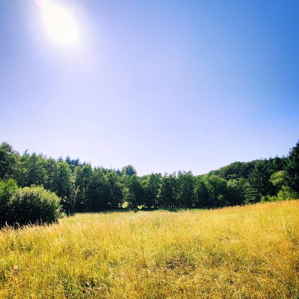 Ein sonniger Tag über einer weitläufigen Wiese mit hohem Gras und Bäumen im Hintergrund.