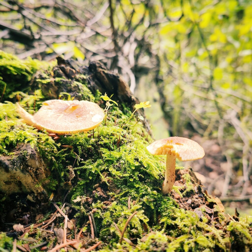 Zwei Pilze wachsen auf einem moosbedeckten Baumstumpf im Wald. Der vordere Pilz hat eine orangefarbene Kappe mit einem leicht gewellten Rand, während der hintere Pilz eine schmalere Form aufweist. Um die Pilze herum sprießen kleine grüne Pflanzen und Moos, das die Erde bedeckt. Im Hintergrund sind unscharfe, grüne Blätter und Äste sichtbar, die eine natürliche, lichtdurchflutete Waldatmosphäre schaffen. Die Szene vermittelt ein Gefühl von Ruhe und der Schönheit der Natur.