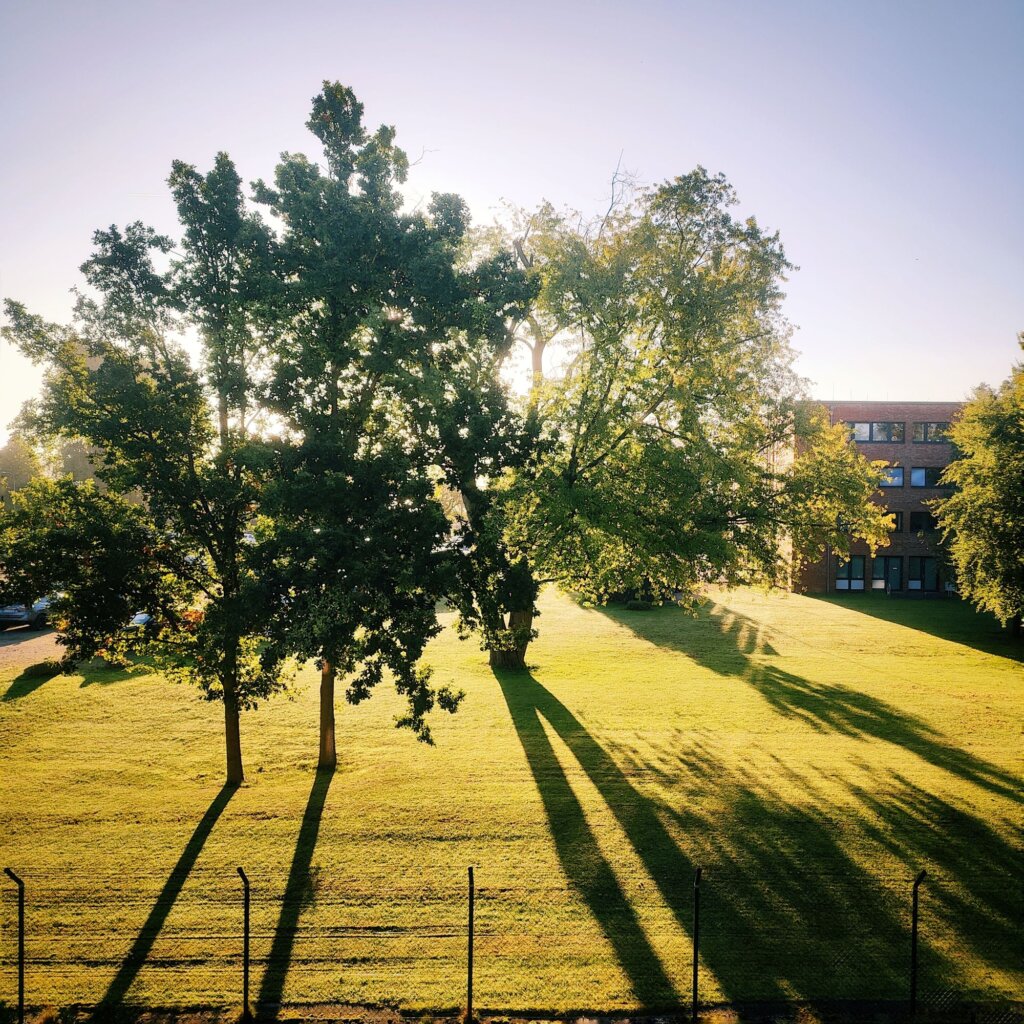 Eine grüne Wiese wird von mehreren großen Bäumen gesäumt, deren Schatten sich lang über den Rasen erstrecken. Die Sonne steht tief am Himmel und beleuchtet die Szene mit warmem Licht, wodurch die Blätter der Bäume in verschiedenen Grüntönen leuchten. Im Hintergrund ist ein modernes Gebäude mit Fenstern und Türen sichtbar, das die natürliche Umgebung kontrastiert. Der gesamte Anblick vermittelt eine friedliche und einladende Atmosphäre, ideal für einen entspannten Tag im Freien.