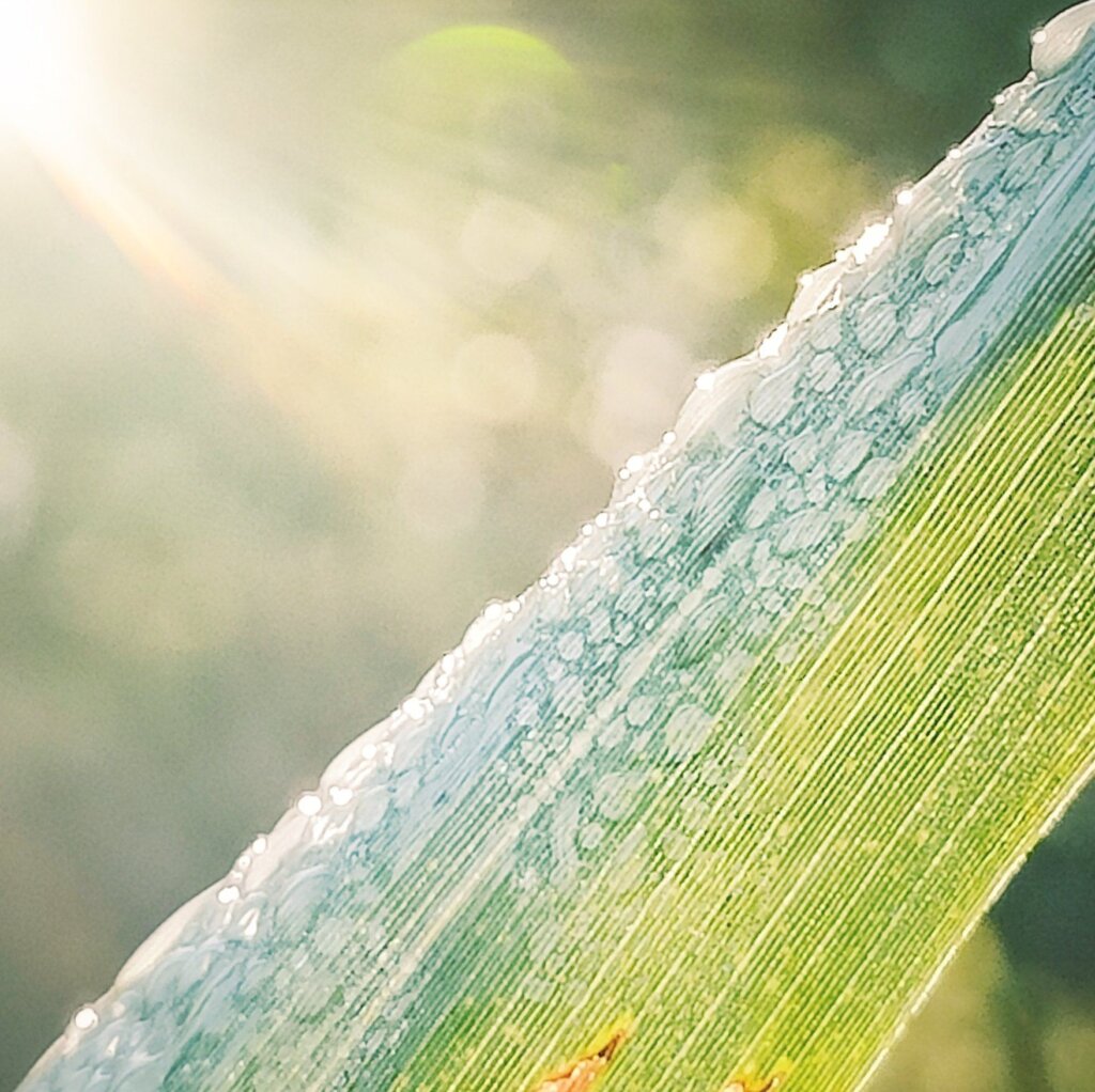 Eine grüne Pflanzenblattkante ist im Fokus, überzogen mit Wassertropfen, die im Sonnenlicht glitzern. Im Hintergrund sind unscharfe, helle Lichtpunkte zu sehen, die eine sanfte, verträumte Atmosphäre schaffen. Die Lichtstrahlen scheinen von oben herab und verleihen dem Bild eine warme, einladende Stimmung. Die Textur des Blattes ist deutlich erkennbar, mit feinen Linien und einer frischen, lebendigen Farbe. Dieses Bild vermittelt ein Gefühl von Naturverbundenheit und der Schönheit des Morgentaus.