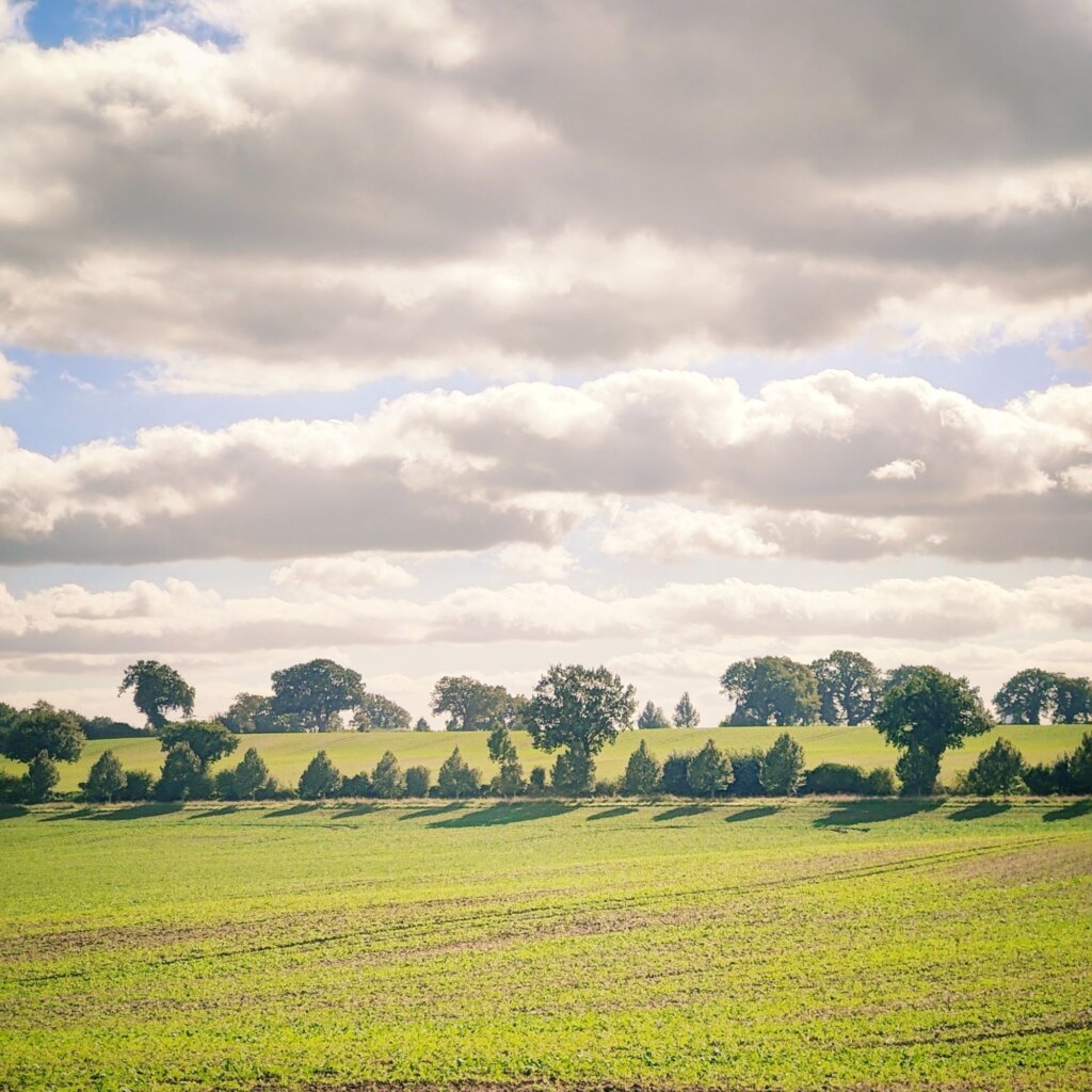 Eine weitläufige Landschaft mit saftigem, grünem Feld, das sanft in den Hintergrund übergeht. Am Horizont sind mehrere Bäume sichtbar, die eine natürliche Grenze bilden. Der Himmel ist mit großen, flauschigen Wolken bedeckt, die teilweise die Sonne verdecken und ein sanftes Licht auf die Szene werfen. Die Atmosphäre wirkt friedlich und idyllisch, ideal für Naturliebhaber und Fotografen. Die verschiedenen Grüntöne der Pflanzen und die Wolkenformationen schaffen ein harmonisches Gesamtbild.