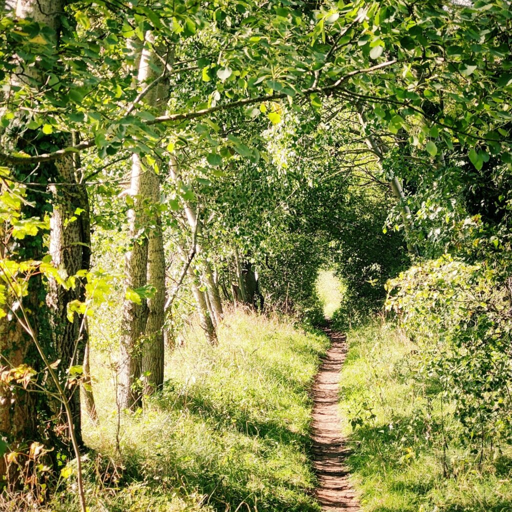 Ein schmaler, gewundener Pfad führt durch einen dichten Wald, umgeben von hohen Bäumen und üppigem Grün. Die Sonne strahlt durch das Blätterdach und wirft sanfte Lichtflecken auf den Boden. Auf beiden Seiten des Weges wachsen Gräser und Sträucher, die dem Bild eine lebendige, natürliche Atmosphäre verleihen. Am Ende des Pfades ist ein heller Lichtschein sichtbar, der Neugier und Abenteuerlust weckt. Die Szenerie vermittelt ein Gefühl von Ruhe und Abgeschiedenheit in der Natur.