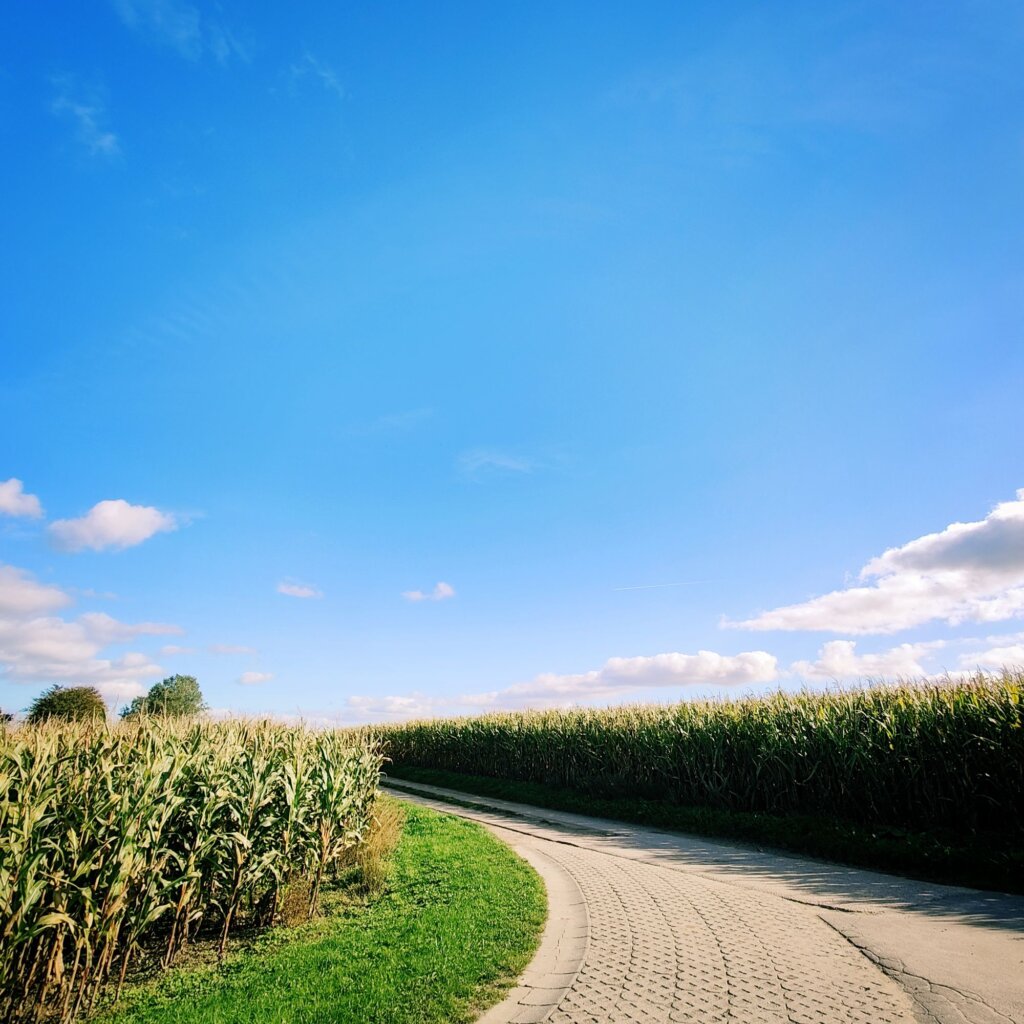 Eine kurvenreiche Straße führt durch ein Feld mit hohen, grünen Maispflanzen, die rechts und links der Straße wachsen. Der Himmel ist strahlend blau mit einigen weißen Wolken, die sanft vorbeiziehen. Die Straße ist gepflastert und von saftigem Grün gesäumt, was eine friedliche ländliche Atmosphäre schafft. Im Hintergrund sind vereinzelte Bäume sichtbar, die dem Bild eine natürliche Note verleihen. Die Szene vermittelt ein Gefühl von Ruhe und Weite in der ländlichen Umgebung.