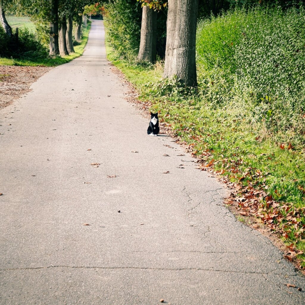 Eine schmale, asphaltierte Straße verläuft durch eine herbstliche Landschaft, gesäumt von Bäumen und grünem Gestrüpp. Am rechten Straßenrand sitzt eine schwarze Katze mit weißer Brust und schaut in die Kamera. Um sie herum liegen einige herabgefallene Blätter, die den Boden schmücken. Die Straße führt in die Ferne und vermittelt eine ruhige, ländliche Atmosphäre. Die Farben sind warm und einladend, typisch für einen sonnigen Herbsttag.