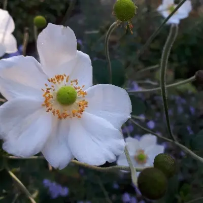 Avatar von Aubrieta